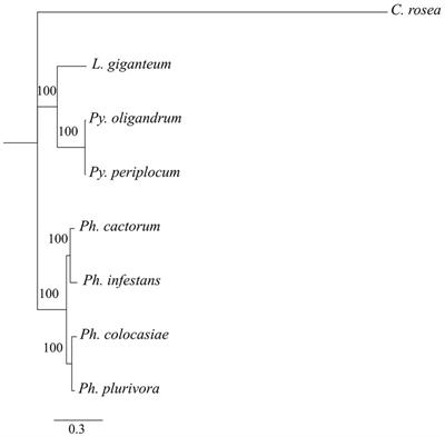 RNA silencing proteins and small RNAs in oomycete plant pathogens and biocontrol agents